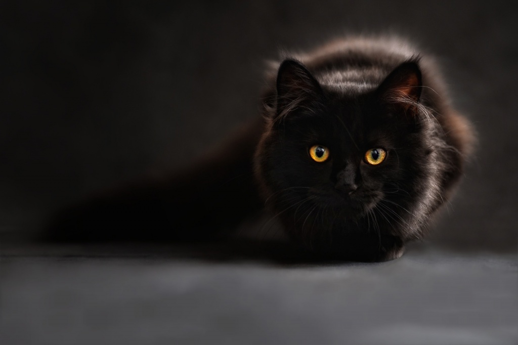 cat.jpg cat.jpg